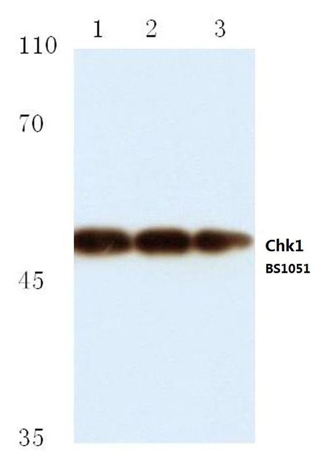 Chk1 Antibody in Western Blot (WB)