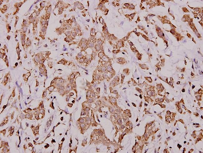 Cytochrome C Antibody in Immunohistochemistry (Paraffin) (IHC (P))