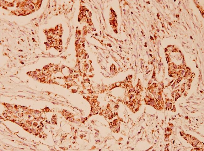 HSPA9 Antibody in Immunohistochemistry (Paraffin) (IHC (P))