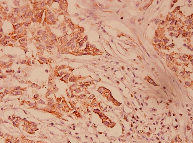 HSP40 Antibody in Immunohistochemistry (Paraffin) (IHC (P))