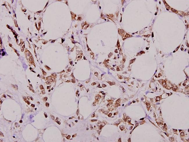 MMP7 Antibody in Immunohistochemistry (Paraffin) (IHC (P))