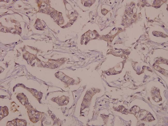 NSE Antibody in Immunohistochemistry (Paraffin) (IHC (P))