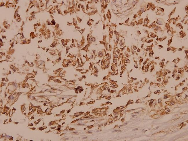 TrkB Antibody in Immunohistochemistry (Paraffin) (IHC (P))