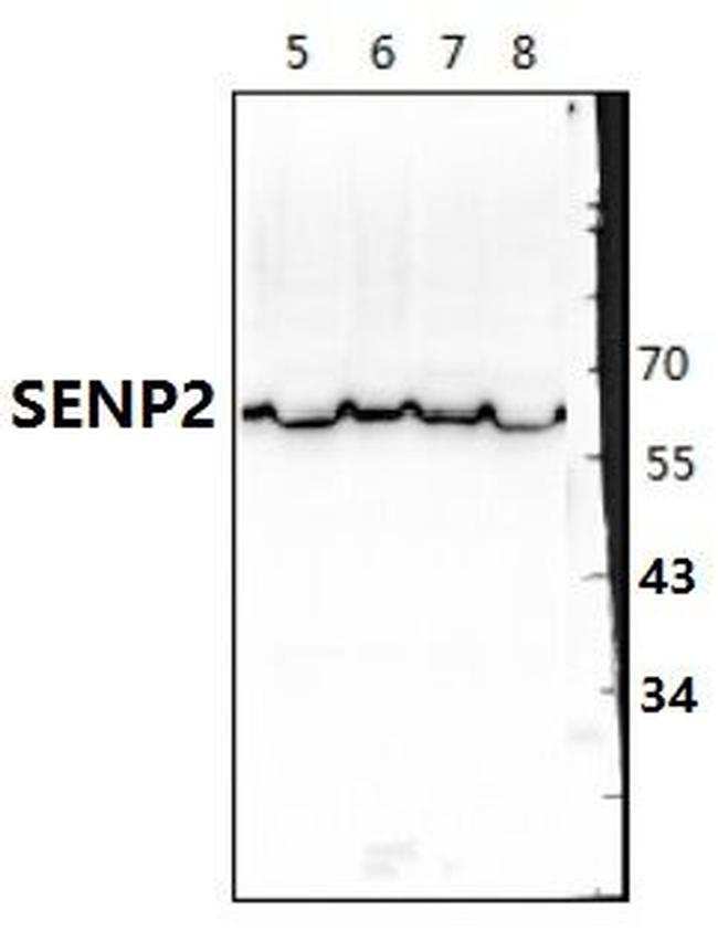 SENP2 Antibody in Western Blot (WB)