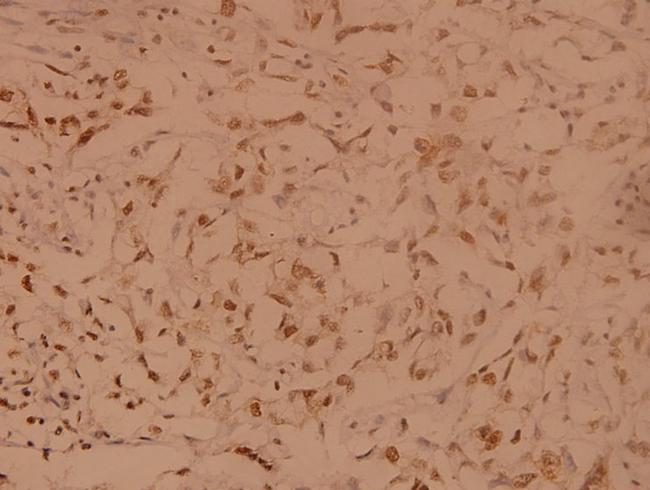 SENP8 Antibody in Immunohistochemistry (Paraffin) (IHC (P))