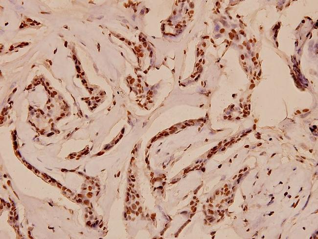 Myb Antibody in Immunohistochemistry (Paraffin) (IHC (P))