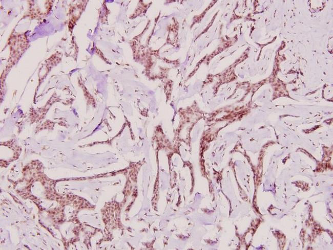 PP2A alpha Antibody in Immunohistochemistry (Paraffin) (IHC (P))