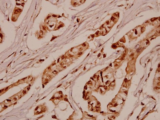 SGK1 Antibody in Immunohistochemistry (Paraffin) (IHC (P))