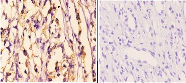 HDAC6 Antibody in Immunohistochemistry (Paraffin) (IHC (P))