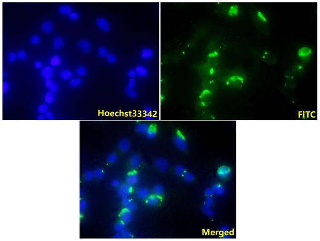 14-3-3 theta Antibody in Immunocytochemistry (ICC/IF)