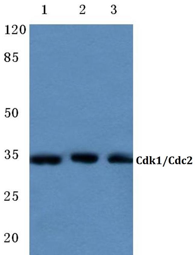 CDK1 Antibody in Western Blot (WB)