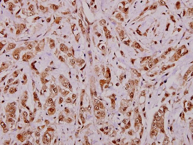 APRIL Antibody in Immunohistochemistry (Paraffin) (IHC (P))