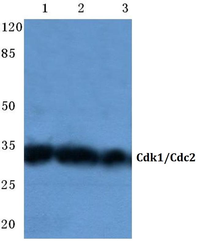 CDK1 Antibody in Western Blot (WB)