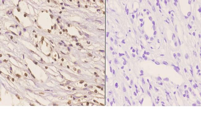 HMGB1 Antibody in Immunohistochemistry (Paraffin) (IHC (P))