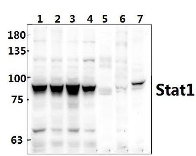 STAT1 Antibody in Western Blot (WB)