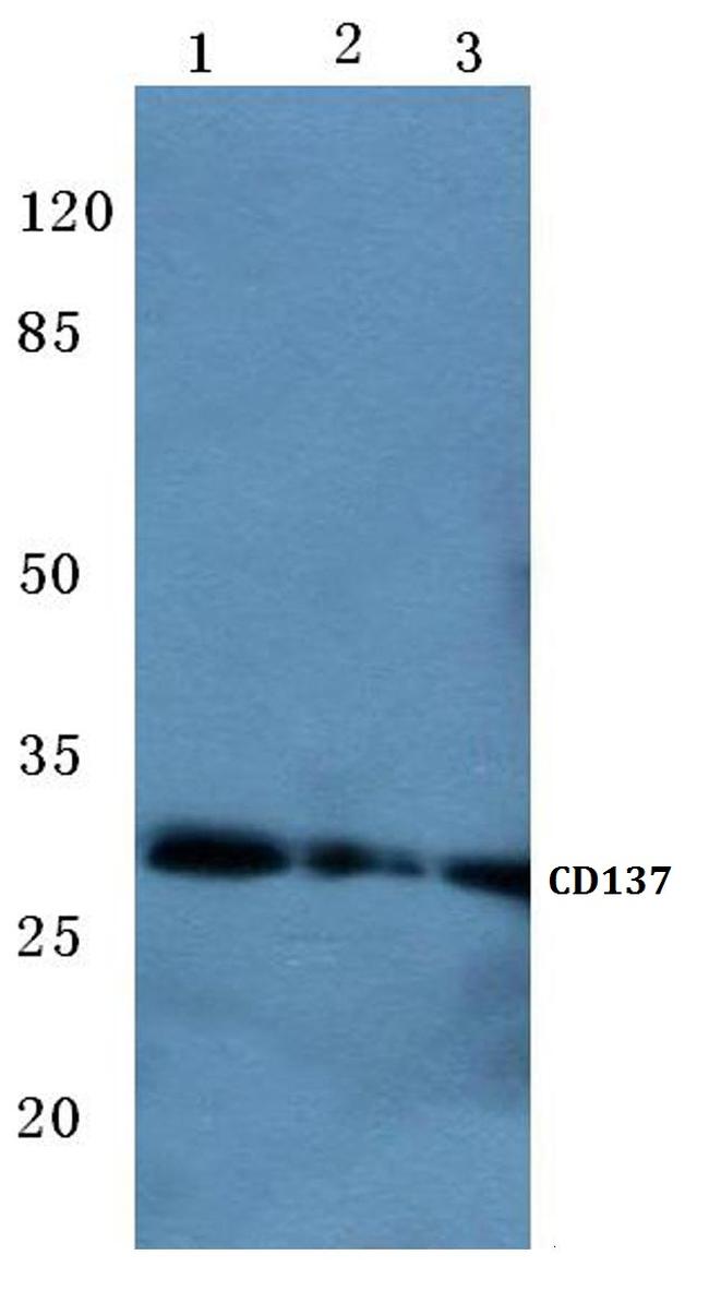 CD137 (4-1BB) Antibody in Western Blot (WB)