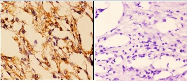 14-3-3 epsilon Antibody in Immunohistochemistry (Paraffin) (IHC (P))