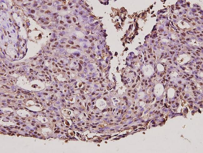 CYP17A1 Antibody in Immunohistochemistry (Paraffin) (IHC (P))