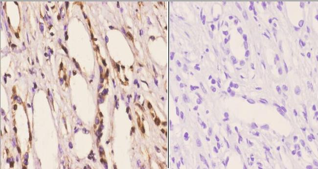 beta Arrestin 1 Antibody in Immunohistochemistry (Paraffin) (IHC (P))