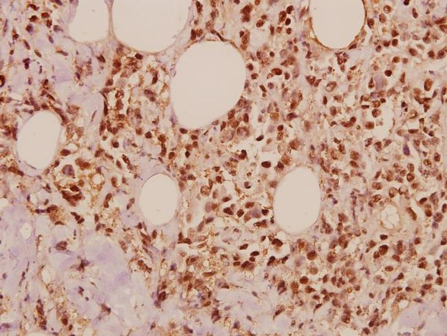 JAB1 Antibody in Immunohistochemistry (Paraffin) (IHC (P))