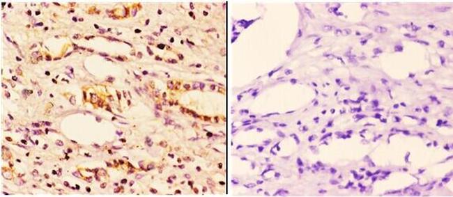 14-3-3 zeta Antibody in Immunohistochemistry (Paraffin) (IHC (P))