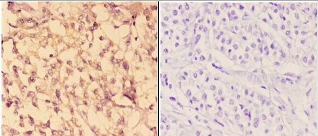 c-Abl Antibody in Immunohistochemistry (Paraffin) (IHC (P))