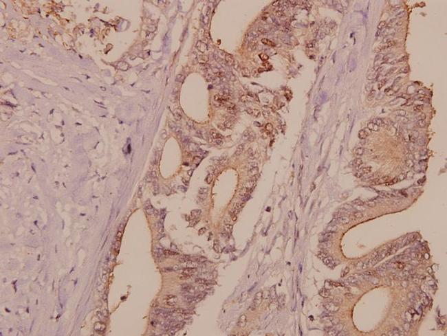 DNA Ligase I Antibody in Immunohistochemistry (Paraffin) (IHC (P))