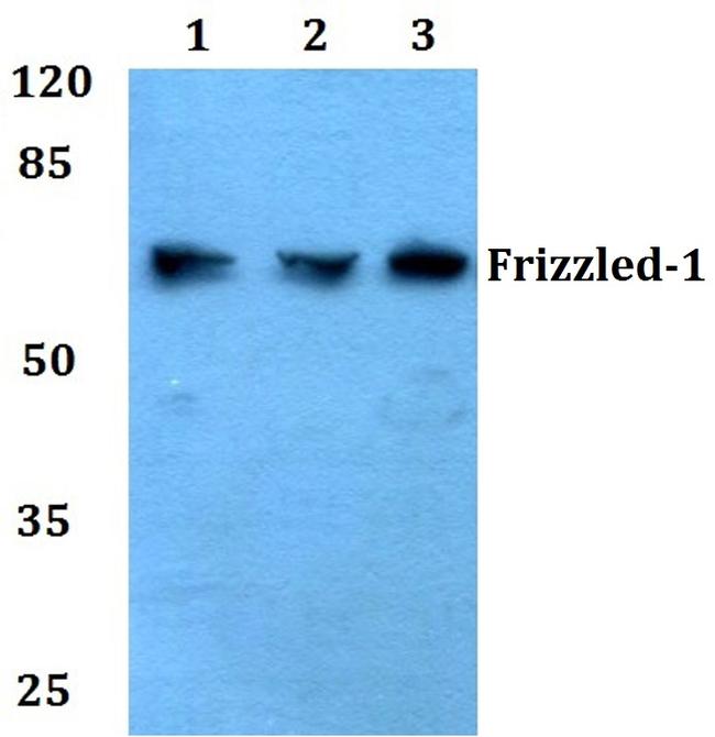 FZD1 Antibody in Western Blot (WB)