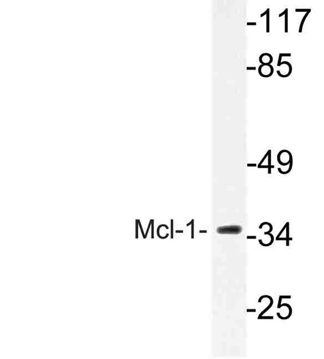 MCL-1 Antibody in Western Blot (WB)