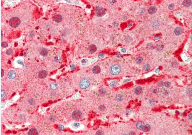 Angiopoietin 1 Antibody in Immunohistochemistry (Paraffin) (IHC (P))