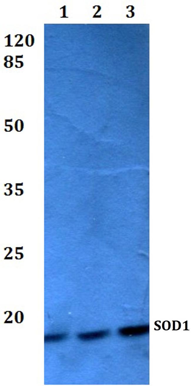 SOD1 Antibody in Western Blot (WB)