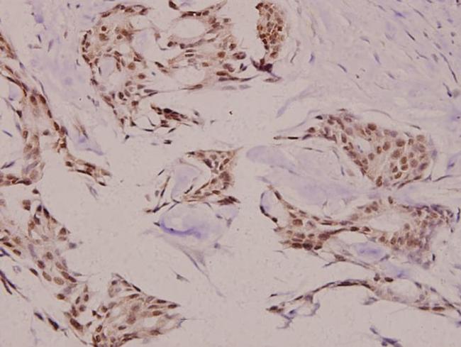 p23 Antibody in Immunohistochemistry (Paraffin) (IHC (P))