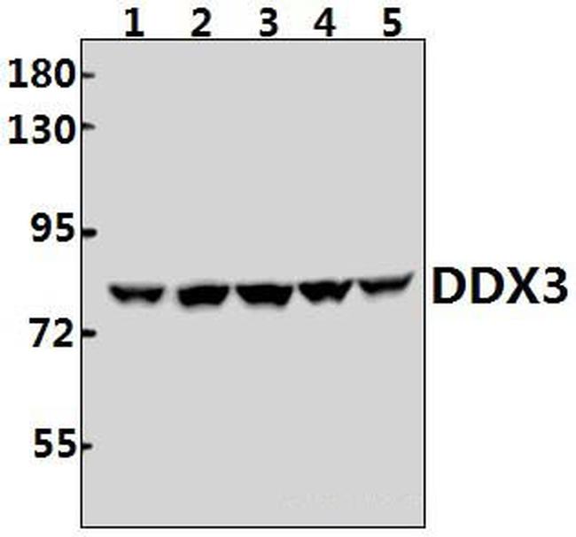 DDX3 Antibody in Western Blot (WB)