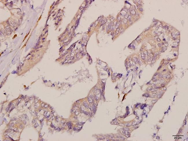 IRF3 Antibody in Immunohistochemistry (Paraffin) (IHC (P))