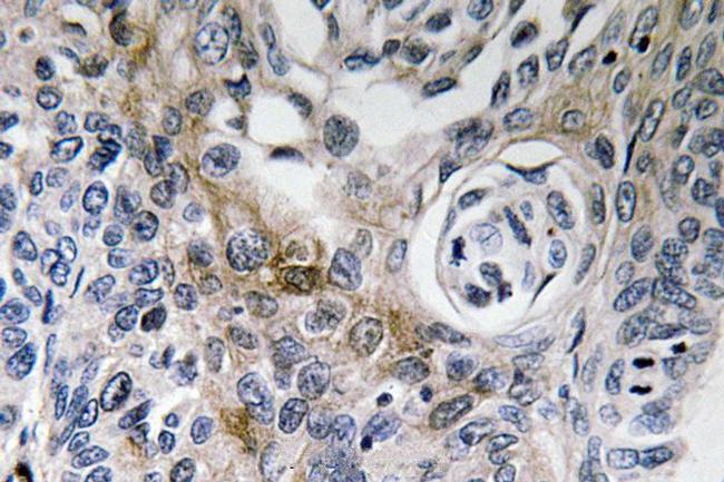 CD63 Antibody in Immunohistochemistry (Paraffin) (IHC (P))