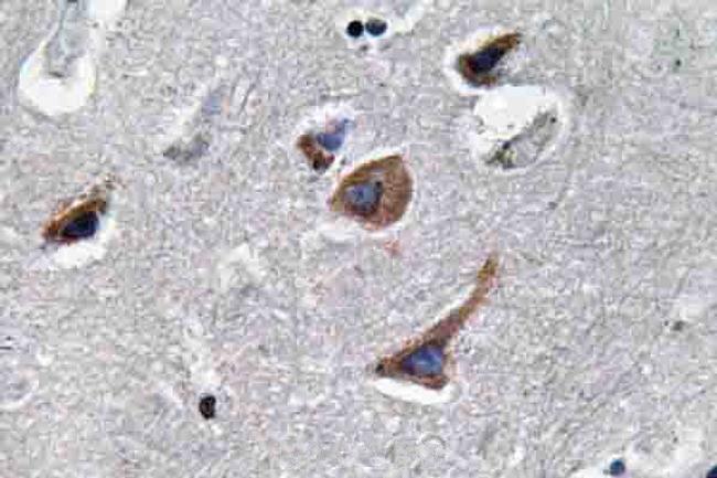 IL-12 p35 Antibody in Immunohistochemistry (Paraffin) (IHC (P))