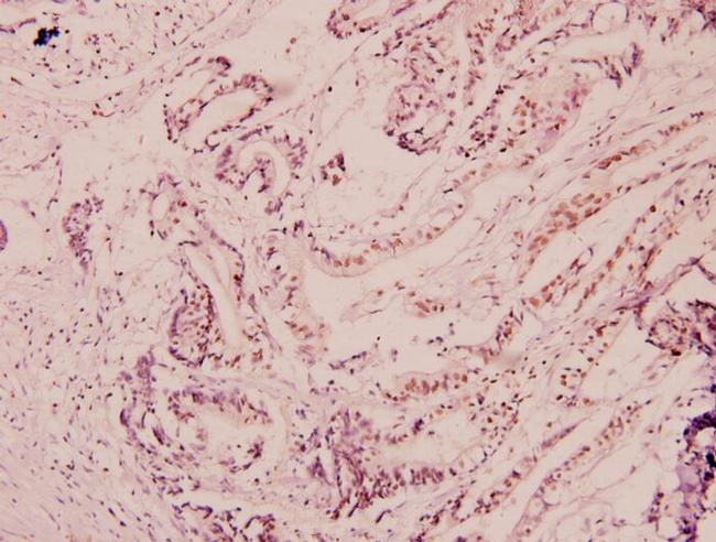 NF-H Antibody in Immunohistochemistry (Paraffin) (IHC (P))