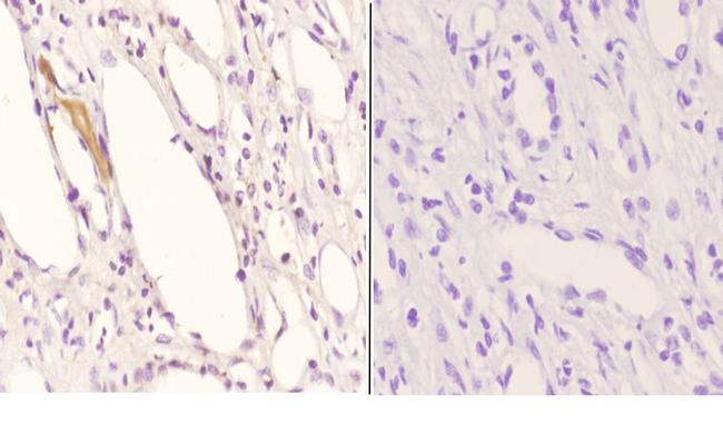 APOE Antibody in Immunohistochemistry (Paraffin) (IHC (P))