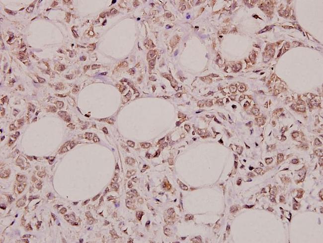 PGC Antibody in Immunohistochemistry (Paraffin) (IHC (P))