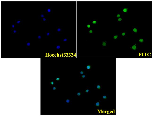 RPSA Antibody in Immunocytochemistry (ICC/IF)