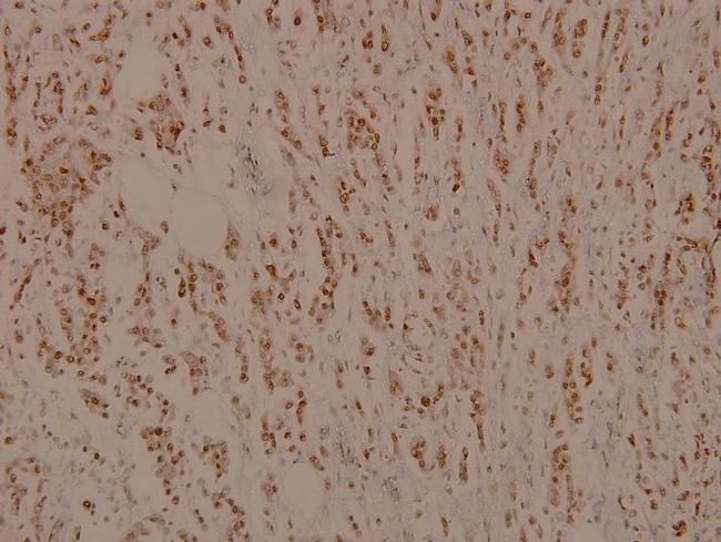 Myb Antibody in Immunohistochemistry (Paraffin) (IHC (P))