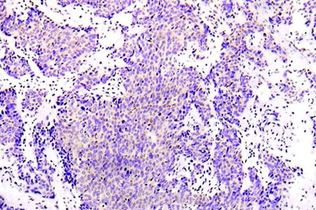 AMPK alpha-1 Antibody in Immunohistochemistry (Paraffin) (IHC (P))