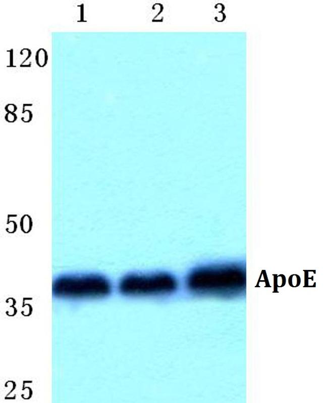 APOE Antibody in Western Blot (WB)