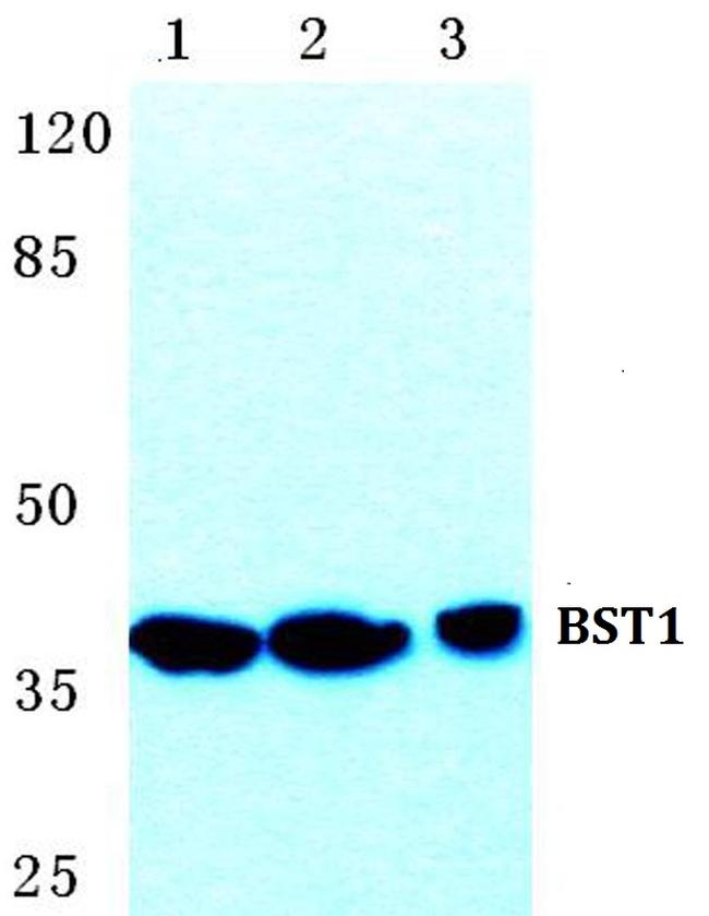 BST-1 Antibody in Western Blot (WB)