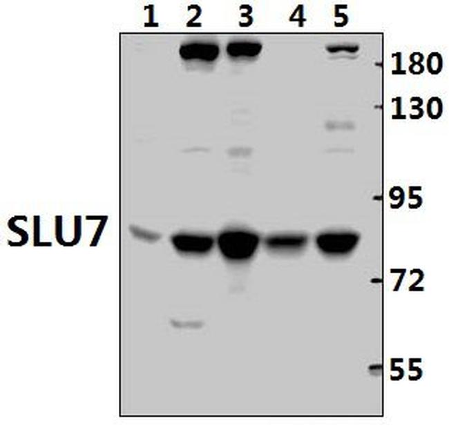 SLU7 Antibody in Western Blot (WB)