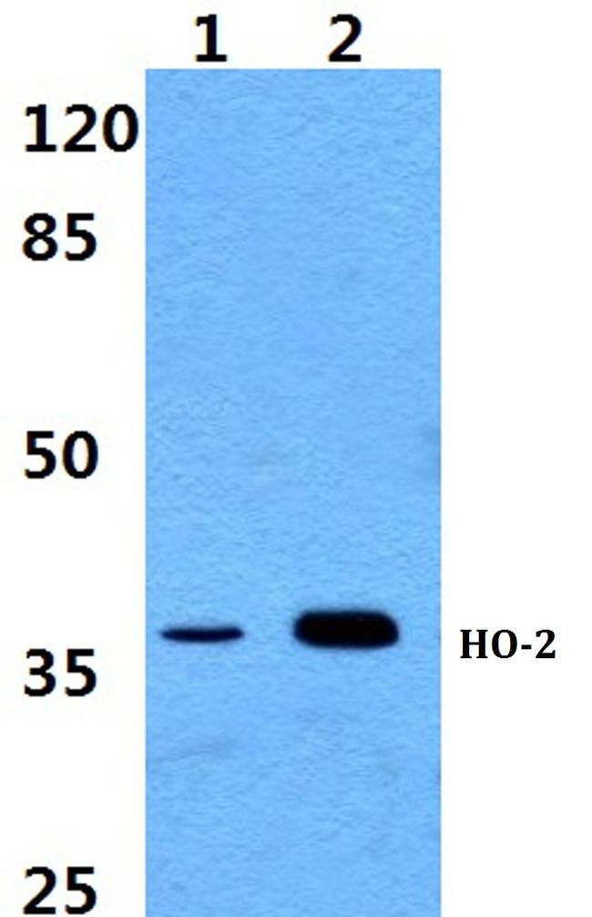 Heme oxygenase 2 Antibody in Western Blot (WB)