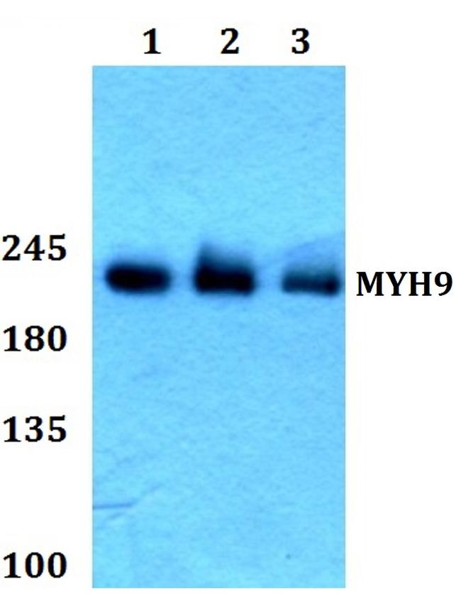 MYH9 Antibody in Western Blot (WB)