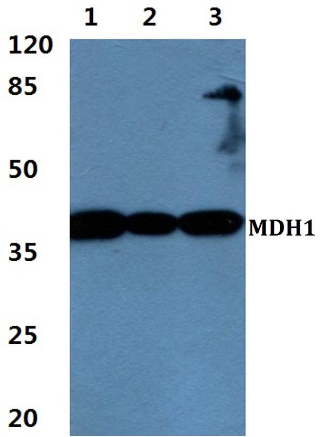 MDH1 Antibody in Western Blot (WB)