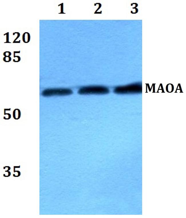 MAOA Antibody in Western Blot (WB)