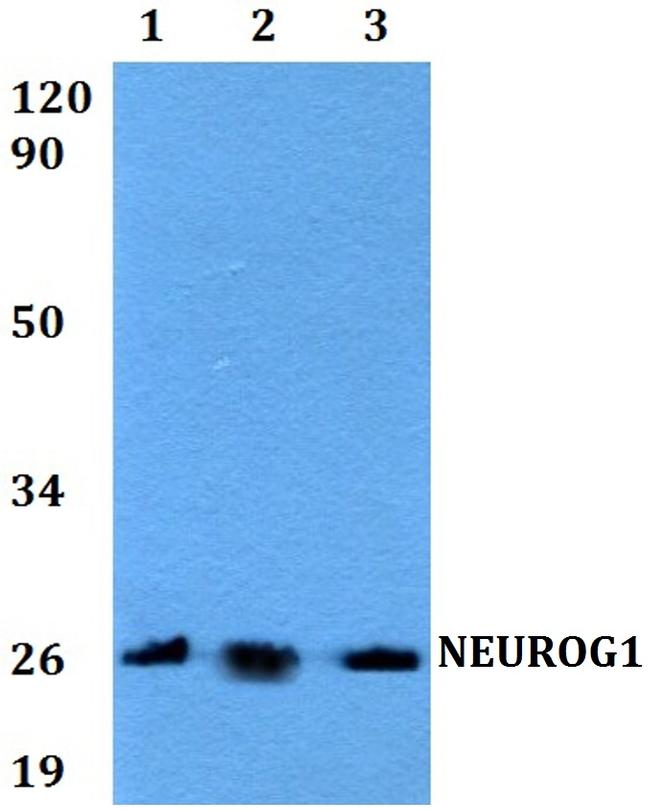 Neurogenin 1 Antibody in Western Blot (WB)